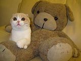 ScottishFoldKitten.jpg image by Unknowable_Entity